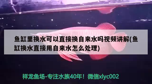 鱼缸里换水可以直接换自来水吗视频讲解(鱼缸换水直接用自来水怎么处理) 祥龙鱼场品牌产品