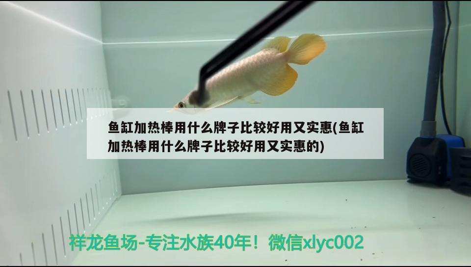 鱼缸加热棒用什么牌子比较好用又实惠(鱼缸加热棒用什么牌子比较好用又实惠的)