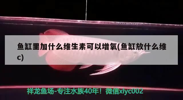 鱼缸里加什么维生素可以增氧(鱼缸放什么维c)