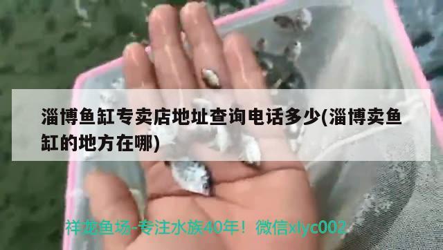 淄博鱼缸专卖店地址查询电话多少(淄博卖鱼缸的地方在哪)