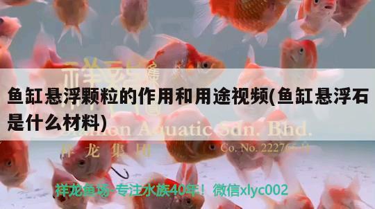 鱼缸悬浮颗粒的作用和用途视频(鱼缸悬浮石是什么材料) 养鱼知识