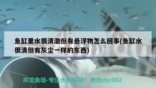 鱼缸里水很清澈但有悬浮物怎么回事(鱼缸水很清但有灰尘一样的东西)