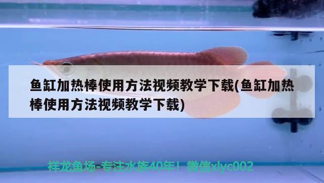 鱼缸加热棒使用方法视频教学下载(鱼缸加热棒使用方法视频教学下载) 蓝底过背金龙鱼