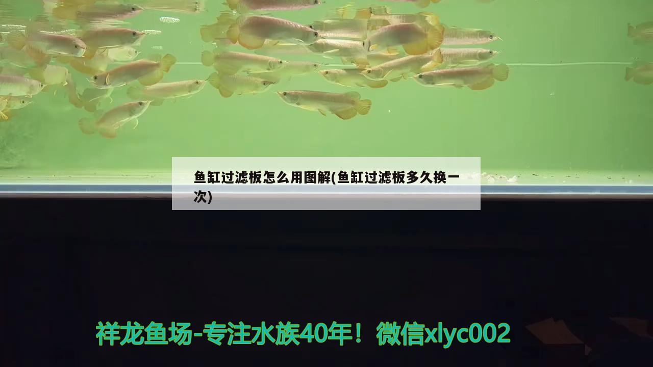 鱼缸过滤板怎么用图解(鱼缸过滤板多久换一次) 广州水族批发市场