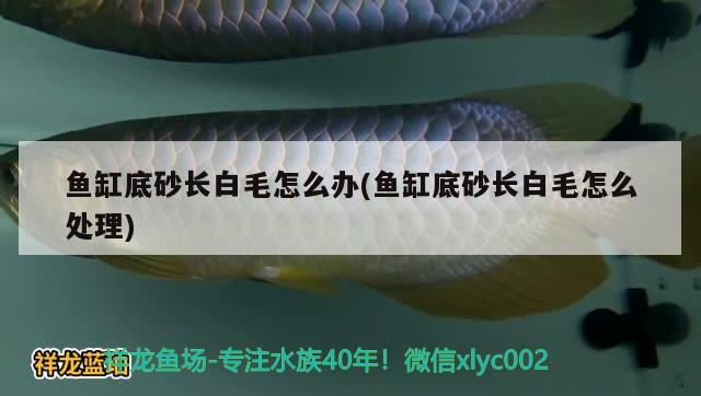 鱼缸底砂长白毛怎么办(鱼缸底砂长白毛怎么处理) 银古鱼苗