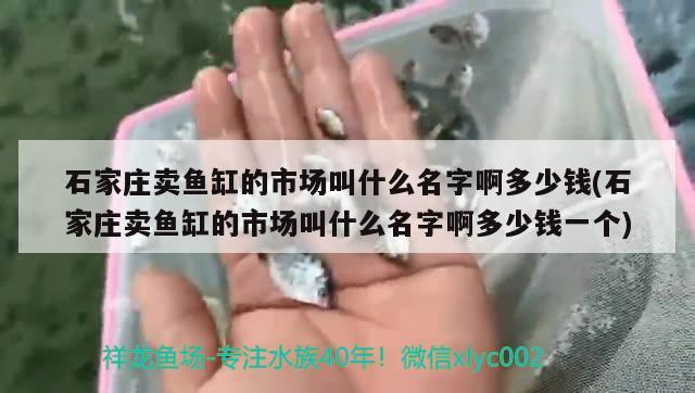 石家庄卖鱼缸的市场叫什么名字啊多少钱(石家庄卖鱼缸的市场叫什么名字啊多少钱一个)