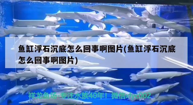 鱼缸浮石沉底怎么回事啊图片(鱼缸浮石沉底怎么回事啊图片) 野生地图鱼