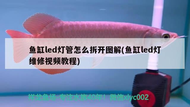 鱼缸led灯管怎么拆开图解(鱼缸led灯维修视频教程) 热带鱼鱼苗批发