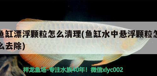 鱼缸漂浮颗粒怎么清理(鱼缸水中悬浮颗粒怎么去除)