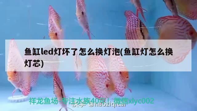 鱼缸led灯坏了怎么换灯泡(鱼缸灯怎么换灯芯) 纯血皇冠黑白魟鱼