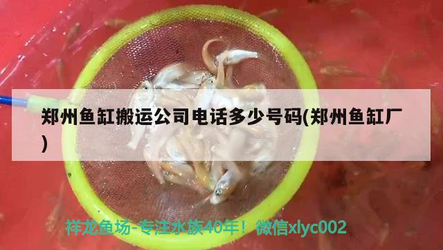 郑州鱼缸搬运公司电话多少号码(郑州鱼缸厂) 斑马鸭嘴鱼