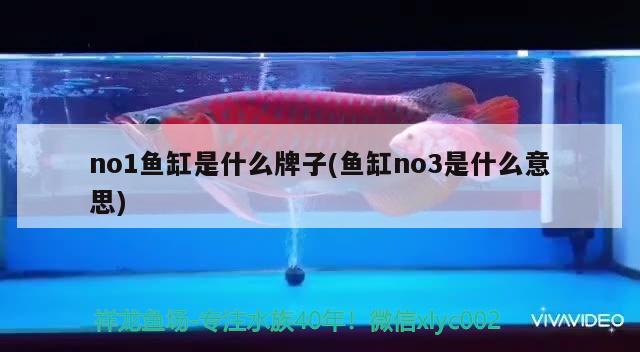 no1鱼缸是什么牌子(鱼缸no3是什么意思) 皇冠黑白魟鱼