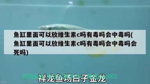 鱼缸里面可以放维生素c吗有毒吗会中毒吗(鱼缸里面可以放维生素c吗有毒吗会中毒吗会死吗) 锦鲤鱼百科