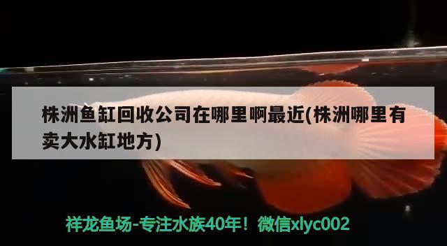 株洲鱼缸回收公司在哪里啊最近(株洲哪里有卖大水缸地方) 福虎/异型虎鱼/纯色虎鱼