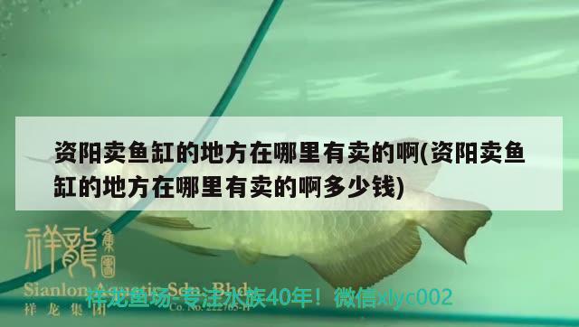 资阳卖鱼缸的地方在哪里有卖的啊(资阳卖鱼缸的地方在哪里有卖的啊多少钱)