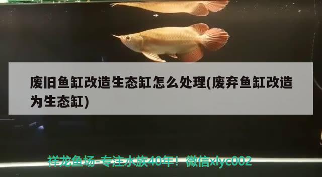 废旧鱼缸改造生态缸怎么处理(废弃鱼缸改造为生态缸) 斑马鸭嘴鱼