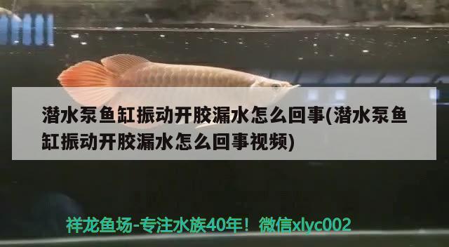 潜水泵鱼缸振动开胶漏水怎么回事(潜水泵鱼缸振动开胶漏水怎么回事视频) 巨骨舌鱼 第1张