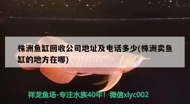 株洲鱼缸回收公司地址及电话多少(株洲卖鱼缸的地方在哪) 祥龙赫舞红龙鱼