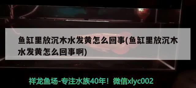 鱼缸里放沉木水发黄怎么回事(鱼缸里放沉木水发黄怎么回事啊) 一眉道人鱼苗