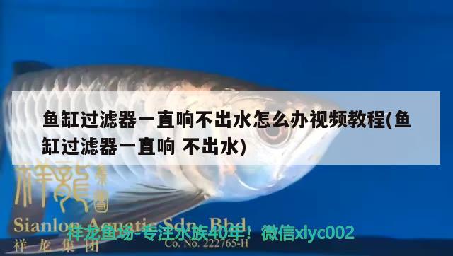 鱼缸过滤器一直响不出水怎么办视频教程(鱼缸过滤器一直响不出水)