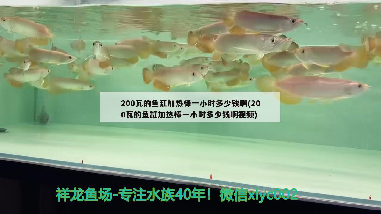 200瓦的鱼缸加热棒一小时多少钱啊(200瓦的鱼缸加热棒一小时多少钱啊视频) 海水鱼（海水鱼批发）