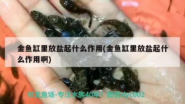 金鱼缸里放盐起什么作用(金鱼缸里放盐起什么作用啊)