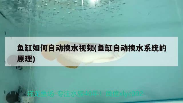 鱼缸如何自动换水视频(鱼缸自动换水系统的原理) 其他益生菌