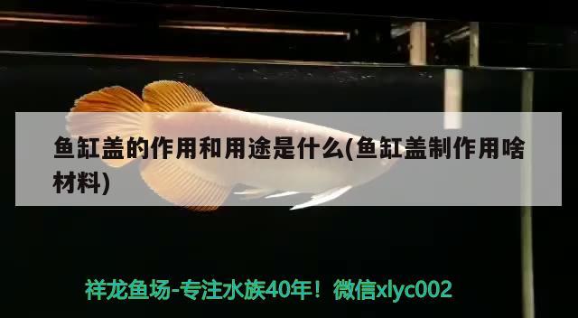 鱼缸盖的作用和用途是什么(鱼缸盖制作用啥材料)