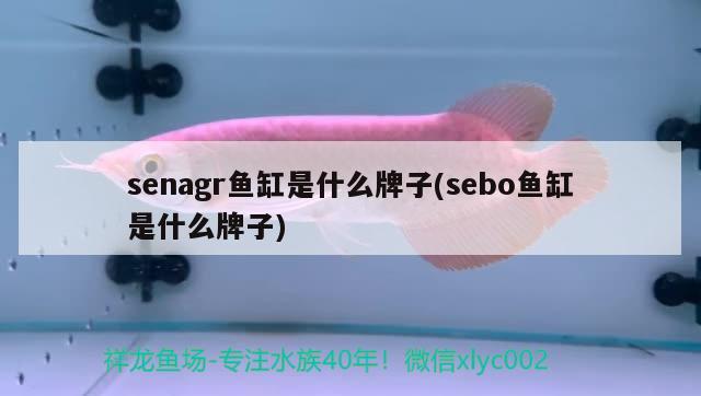 senagr鱼缸是什么牌子(sebo鱼缸是什么牌子) 野生地图鱼