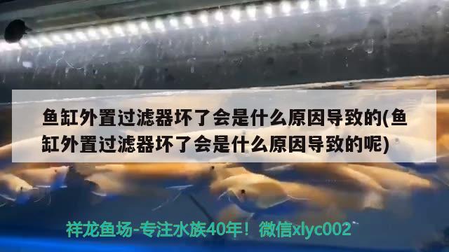 鱼缸外置过滤器坏了会是什么原因导致的(鱼缸外置过滤器坏了会是什么原因导致的呢)