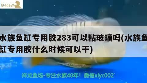 水族鱼缸专用胶283可以粘玻璃吗(水族鱼缸专用胶什么时候可以干)