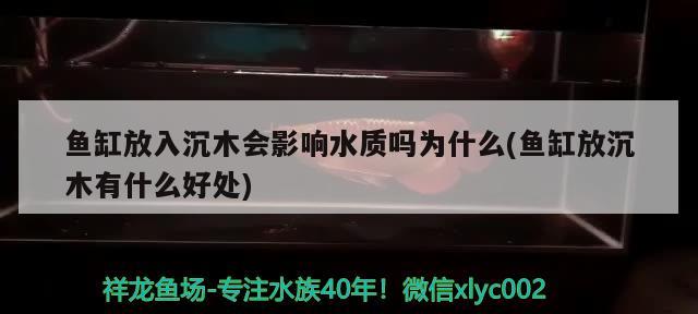 鱼缸放入沉木会影响水质吗为什么(鱼缸放沉木有什么好处)