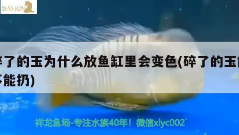 碎了的玉为什么放鱼缸里会变色(碎了的玉能不能扔)