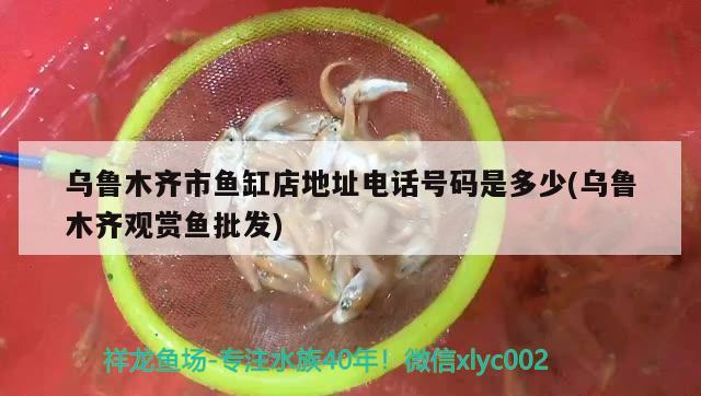 乌鲁木齐市鱼缸店地址电话号码是多少(乌鲁木齐观赏鱼批发)