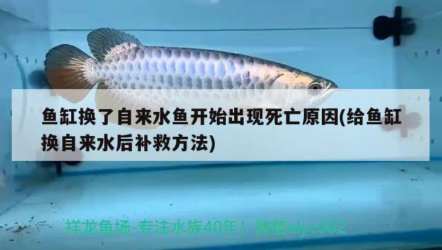 鱼缸换了自来水鱼开始出现死亡原因(给鱼缸换自来水后补救方法)