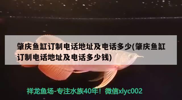 肇庆鱼缸订制电话地址及电话多少(肇庆鱼缸订制电话地址及电话多少钱) 生态瓶/创意缸/桌面微景缸