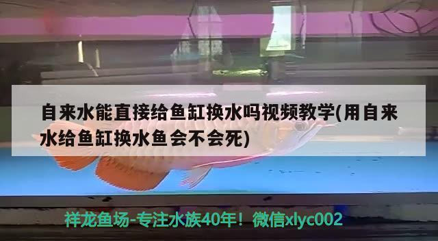 自来水能直接给鱼缸换水吗视频教学(用自来水给鱼缸换水鱼会不会死)