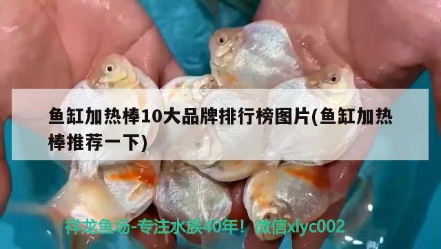 鱼缸加热棒10大品牌排行榜图片(鱼缸加热棒推荐一下) 喂食器