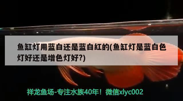 鱼缸灯用蓝白还是蓝白红的(鱼缸灯是蓝白色灯好还是增色灯好?) 鱼缸风水