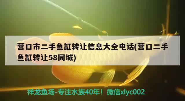 营口市二手鱼缸转让信息大全电话(营口二手鱼缸转让58同城) 埃及神仙鱼