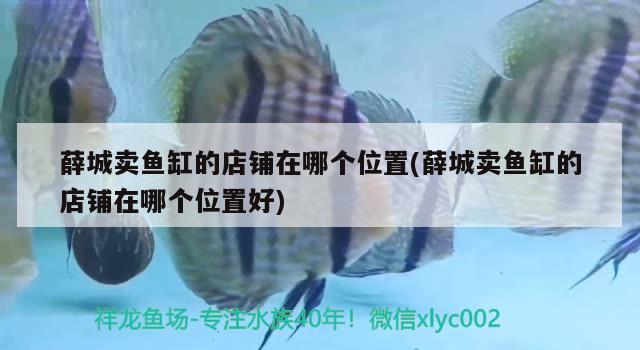 薛城卖鱼缸的店铺在哪个位置(薛城卖鱼缸的店铺在哪个位置好)