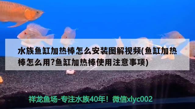 水族鱼缸加热棒怎么安装图解视频(鱼缸加热棒怎么用?鱼缸加热棒使用注意事项) 白条过背金龙鱼