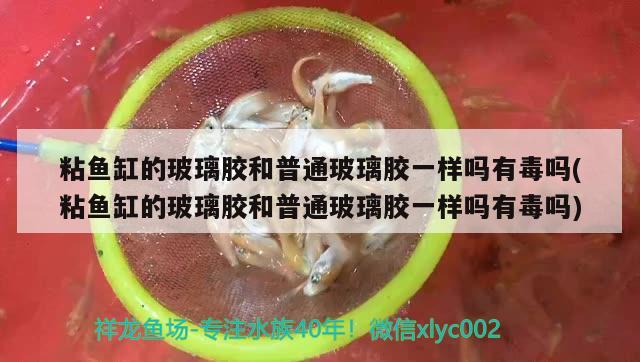 粘鱼缸的玻璃胶和普通玻璃胶一样吗有毒吗(粘鱼缸的玻璃胶和普通玻璃胶一样吗有毒吗)