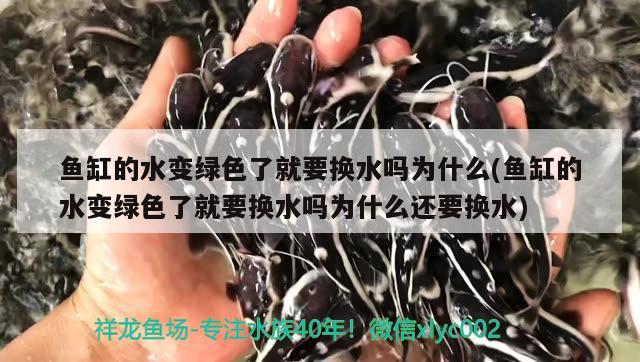 鱼缸的水变绿色了就要换水吗为什么(鱼缸的水变绿色了就要换水吗为什么还要换水) 一眉道人鱼