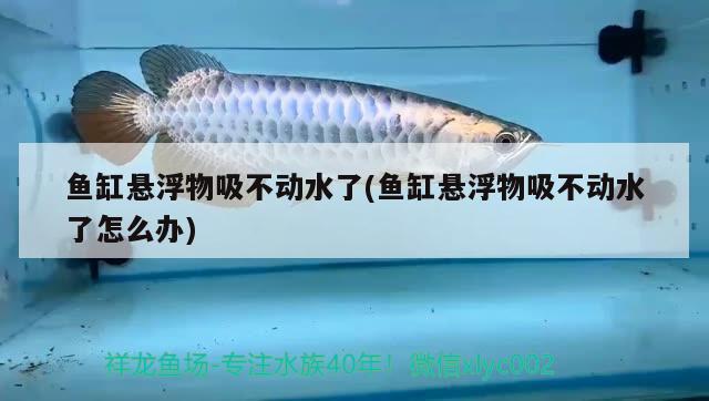 鱼缸悬浮物吸不动水了(鱼缸悬浮物吸不动水了怎么办) 大湖红龙鱼