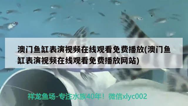 澳门鱼缸表演视频在线观看免费播放(澳门鱼缸表演视频在线观看免费播放网站) 罗汉鱼