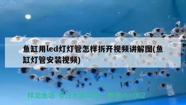 鱼缸用led灯灯管怎样拆开视频讲解图(鱼缸灯管安装视频) 金龙鱼粮