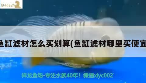 鱼缸滤材怎么买划算(鱼缸滤材哪里买便宜) 印尼三纹虎 第4张