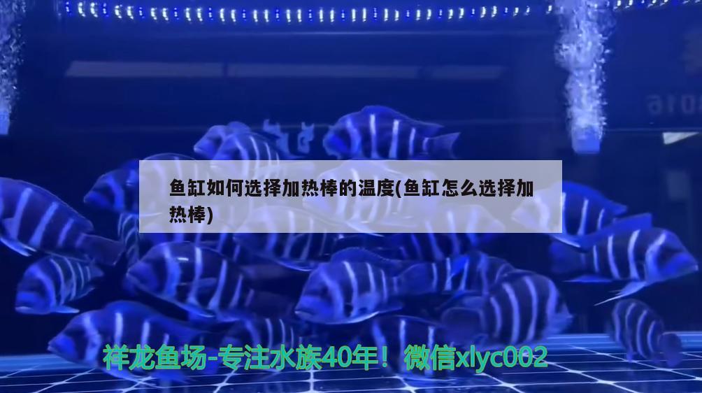 鱼缸如何选择加热棒的温度(鱼缸怎么选择加热棒) 水族杂谈