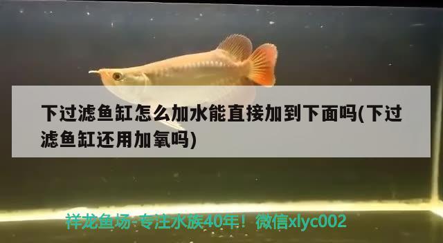 下过滤鱼缸怎么加水能直接加到下面吗(下过滤鱼缸还用加氧吗) 泰庞海鲢鱼 第1张